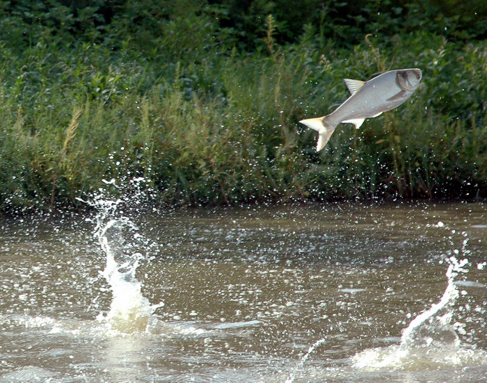 A flying silver carp, one of the invasive Asian carp species. Credit: Great Lakes Fishery Commission. 