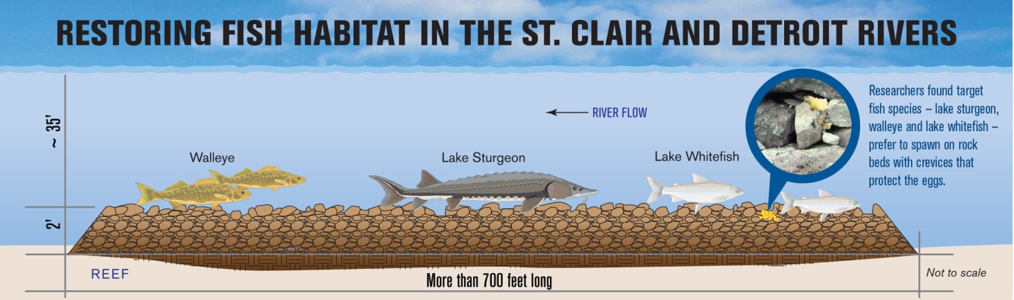Infographic. Credit: Michigan Sea Grant.