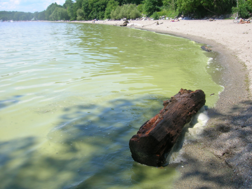 La charge de phosphore peut contribuer à la prolifération des algues bleu vert dans certaines parties du lac Champlain. Crédit : PMVBPLC