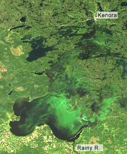 Image satellite des proliférations d’algues bleu-vert répandues dans tout le lac des Bois, le 1er septembre 2015. Photo : MODIS, Space Science and Engineering Center de l’University of Wisconsin
