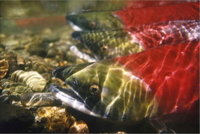 Sockeye salmon. Credit: NOAA