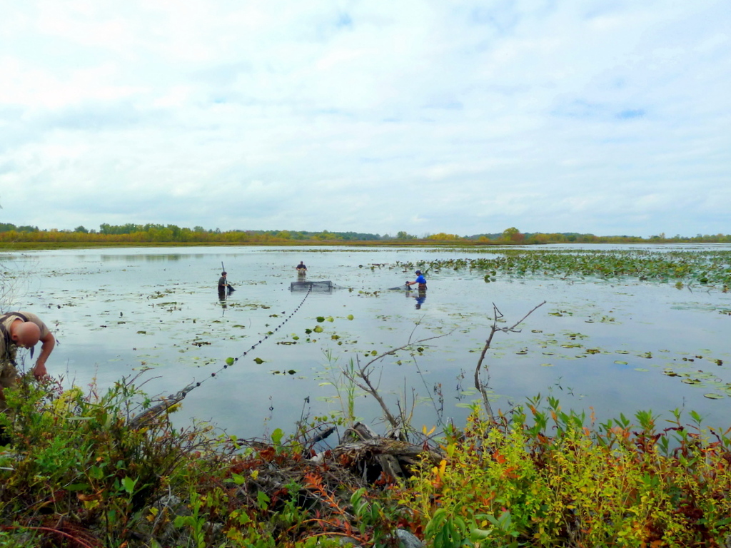 The Nature Conservancy has partnered with Ohio Sea Grant (pictured above) to monitor pre-restoration and post-restoration fish populations within project wetlands at Ottawa and Cedar Point National Wildlife Refuges. Credit: Jennifer Thieme.