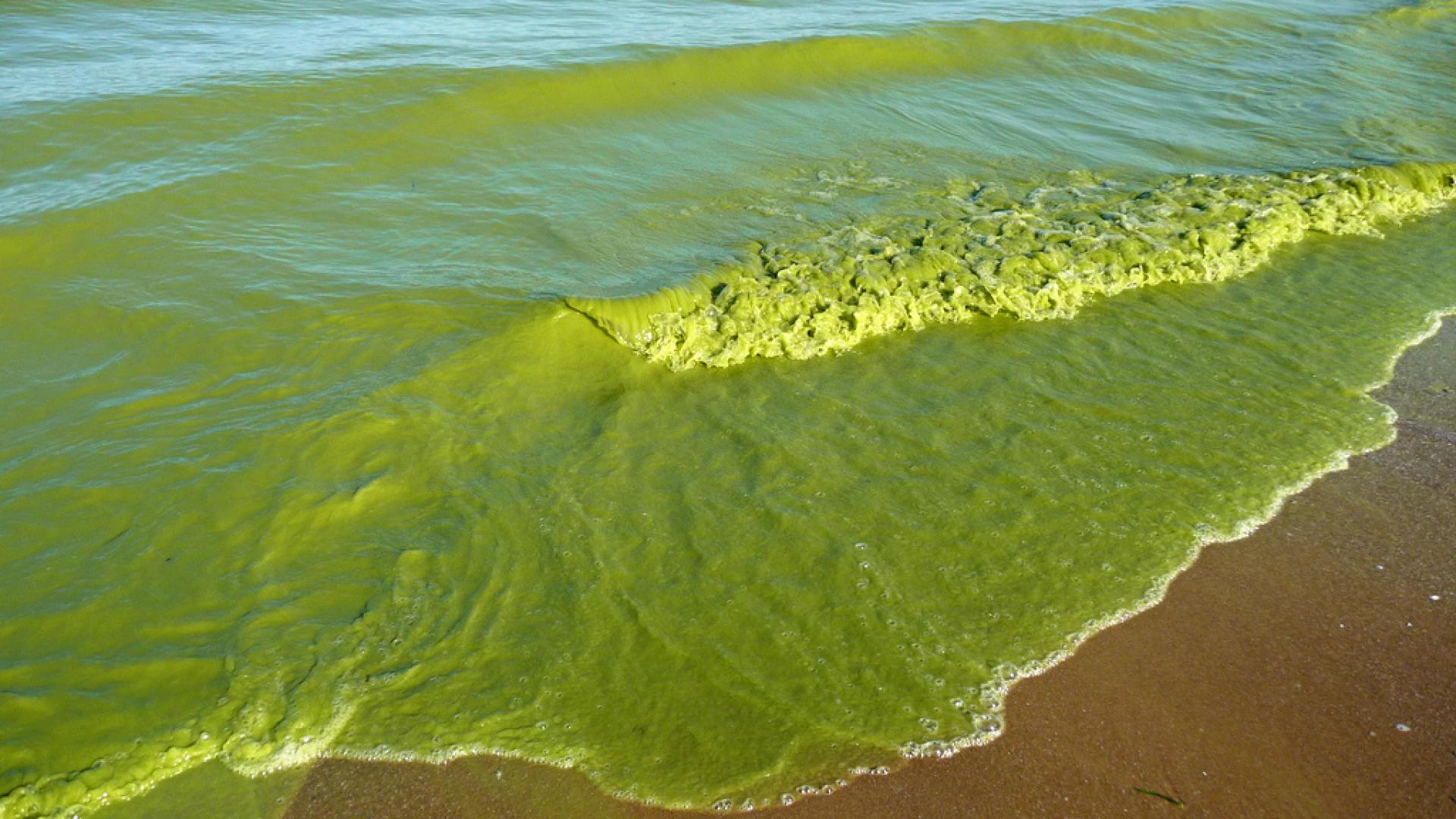 Here’s the Science, Now Action is Needed to Clean Up Lake Erie Algae