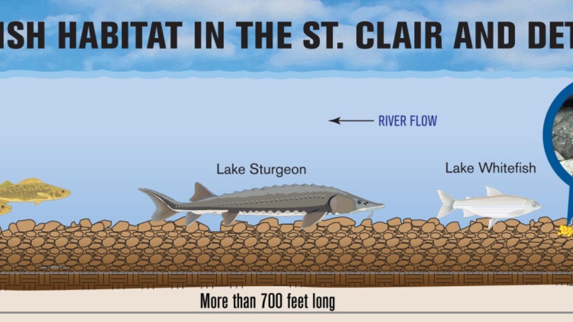 Fins Up: Detroit River Reef Project to Benefit Endangered Lake Sturgeon