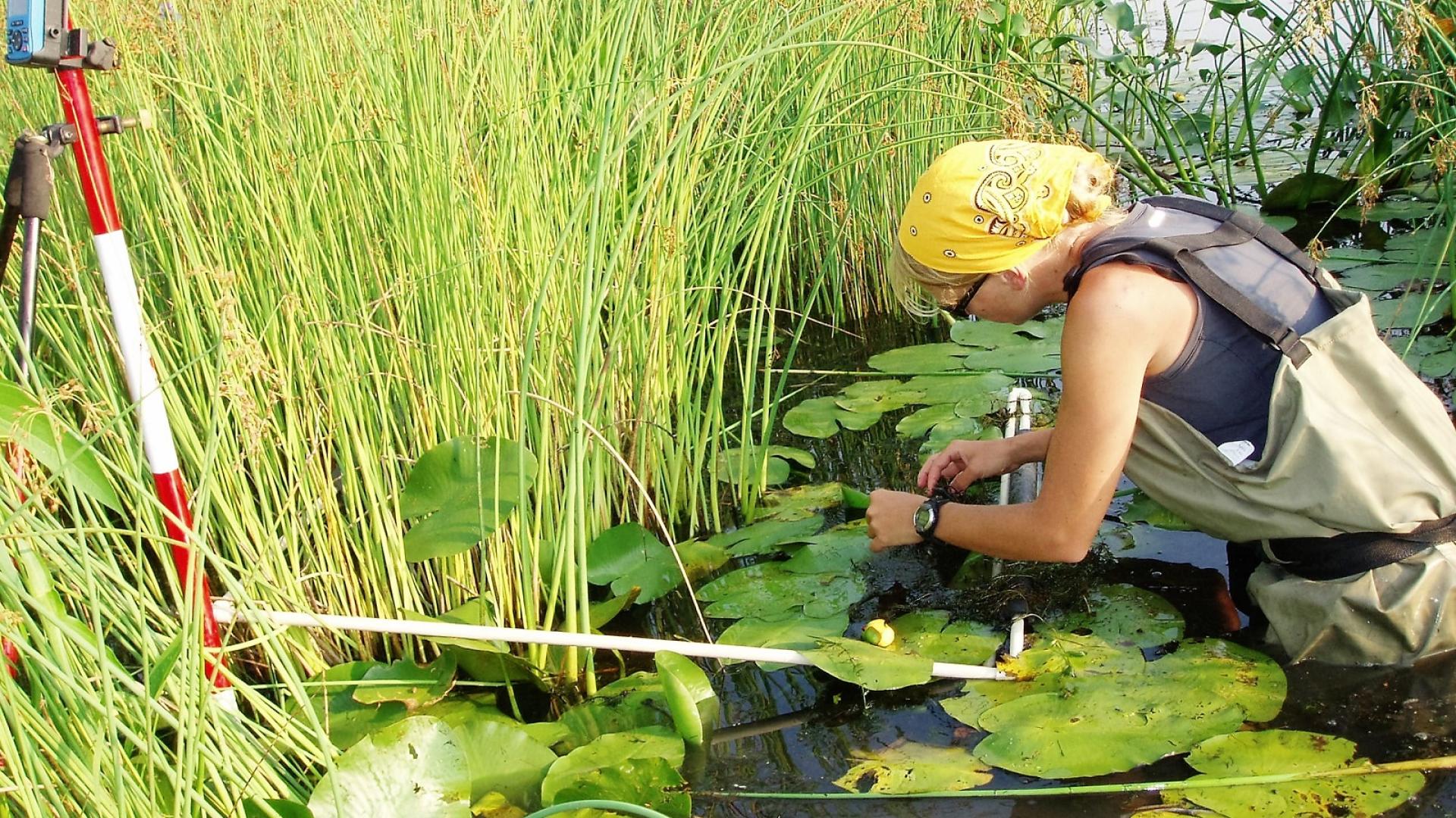 Water Matters - Biologist conducting wetland monitoring