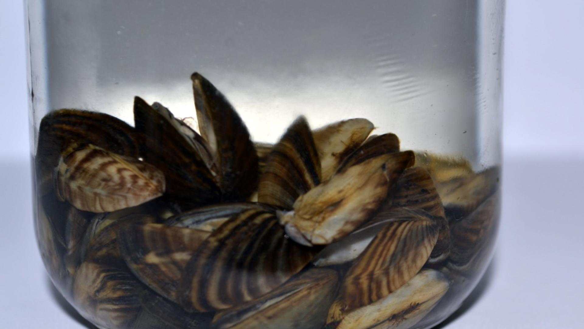 Zebra mussels in a container