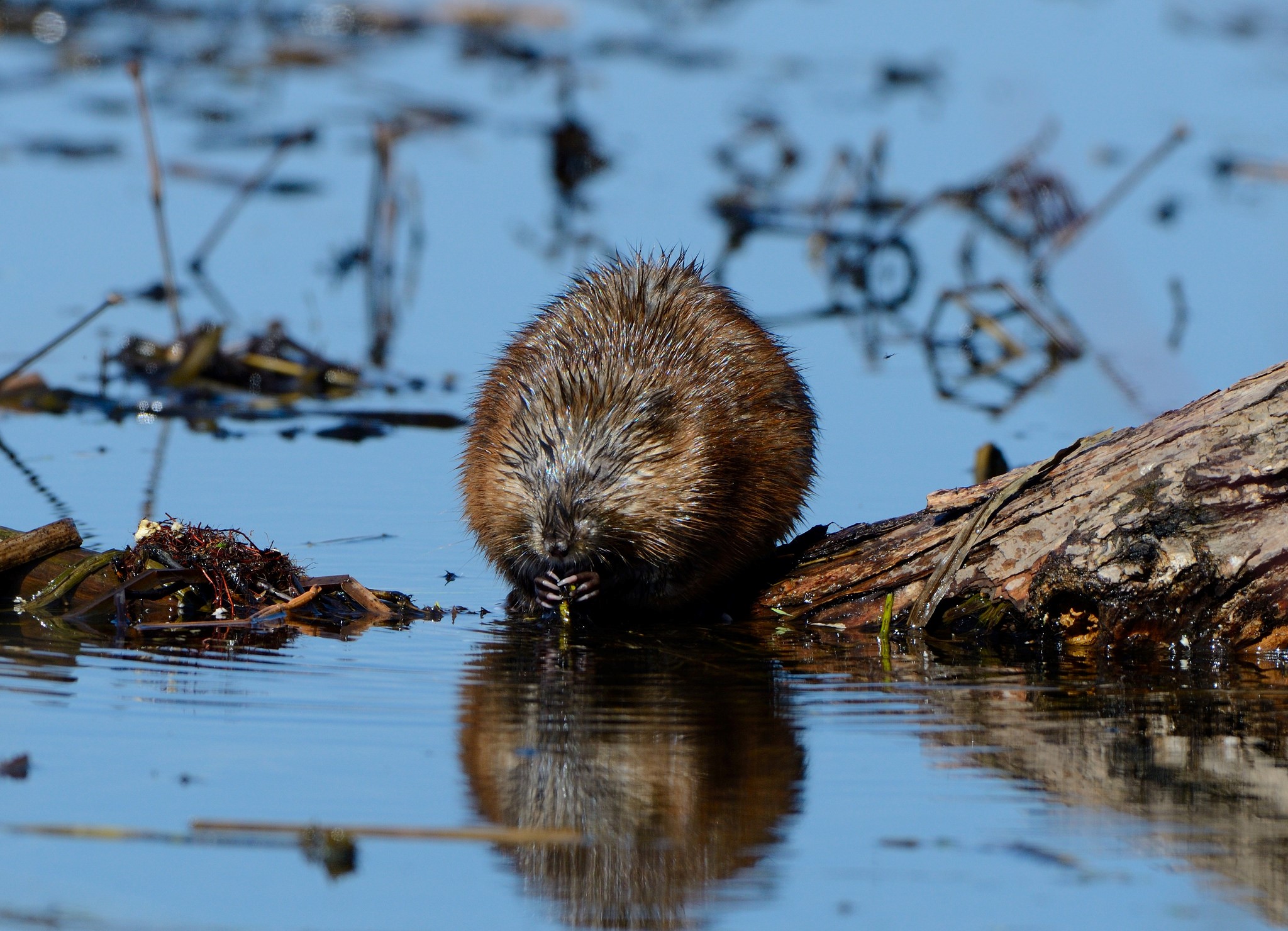 A muskrat happily eats a plant snack. Credit: Dave Inman