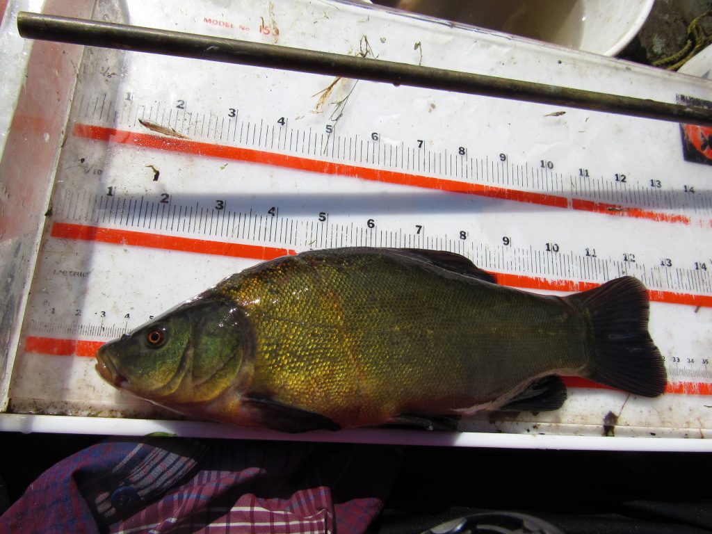 adult tench 27 inches