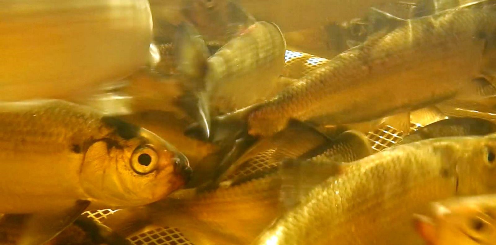 Alewives swim in a trap before they’re released back into the St. Croix. Credit: Atlantic Salmon Federation.
