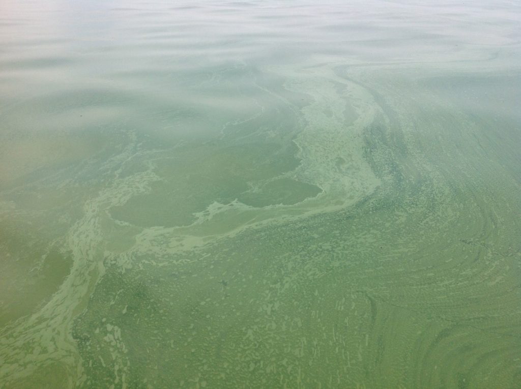 algal algae blooms western lake erie noaa