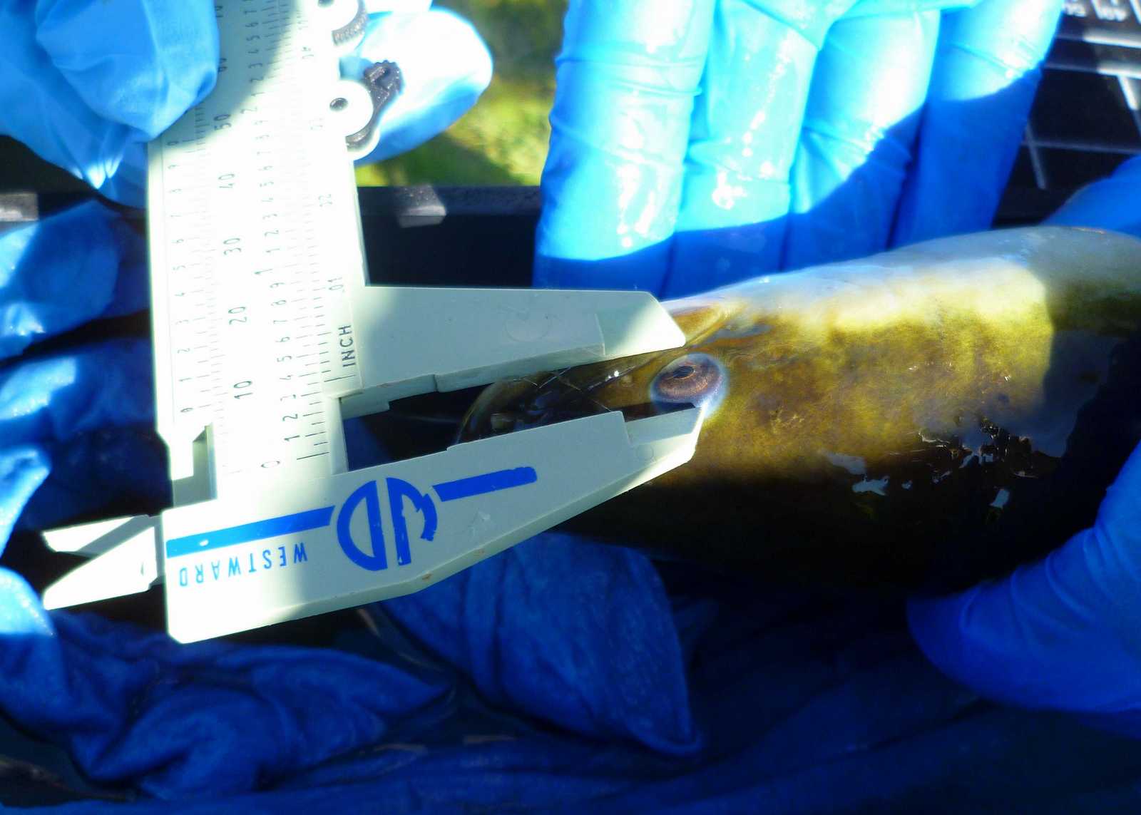 Researchers examine an American eel. Credit: Matt Windle.
