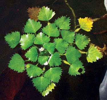 European water chestnut is an invasive species that Ontario hopes to combat with the help of a new invasive species law. Credit: Mike Naylor, Maryland Department of Natural Resources