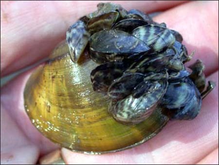 A native and endangered Higgins Eye pearly mussel pulled from the Mississippi River is covered by tiny invasive zebra mussels. Credit: US Fish and Wildlife Service