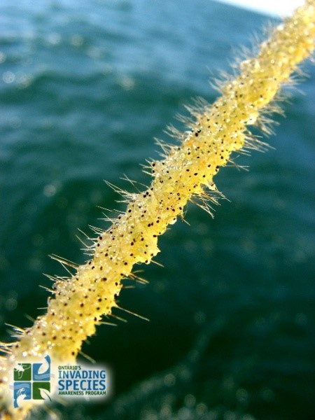 invasive spiny fishhook waterflea