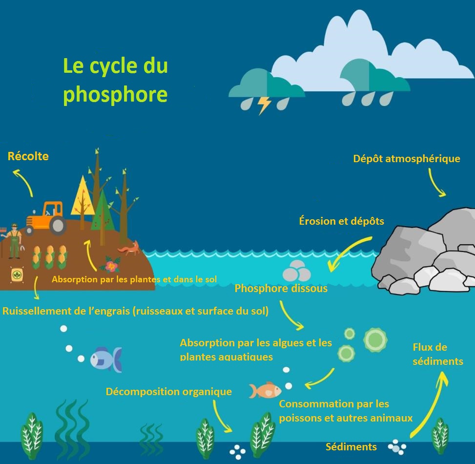 phosphore cycle