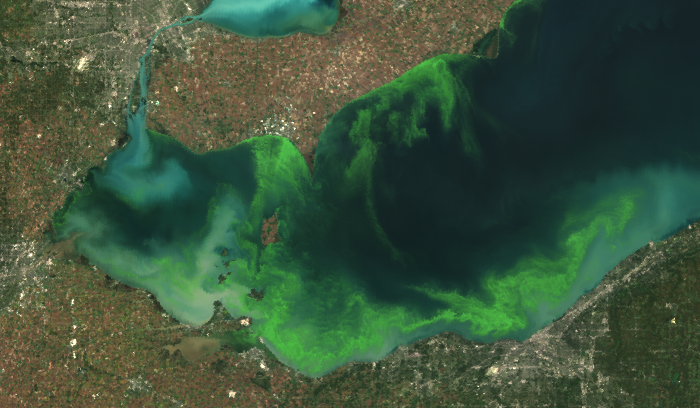 Image satellite d’une grave prolifération d’algues nuisibles dans le lac Érié, en 2011. Crédit : NOAA