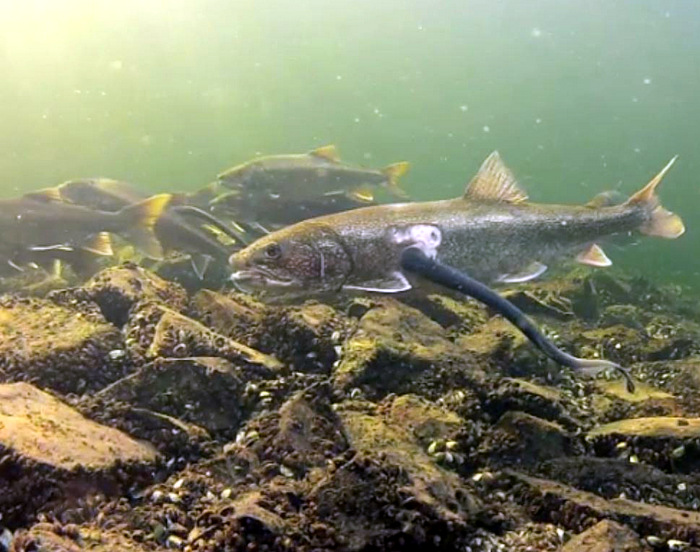 Sea lampreys attach to fish with a sucking disk and sharp teeth, and feed on body fluids, often scarring and killing host fish. Screenshot from Great Lakes Fishery Commission video database.