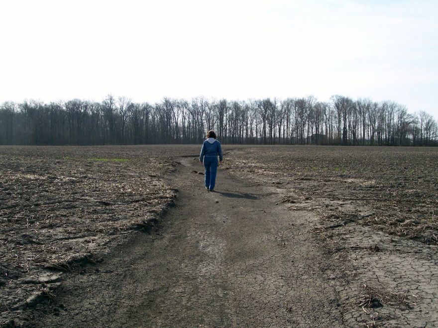 Before, above:  Soil eroding from this crop field in Erie County, Ohio, contributes sediment and nutrients that degrade water quality in Lake Erie.