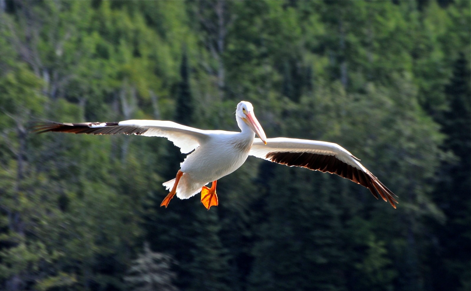 A white pelican. Credit: Parks Canada