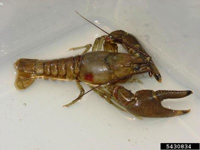 rusty crayfish