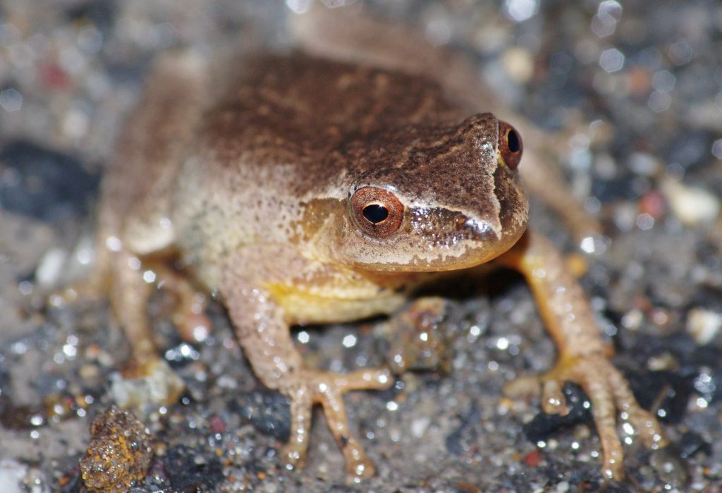 Spring Peeper Frog