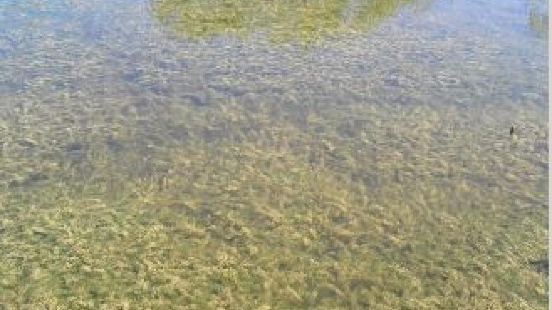 Photo of Hyrilla algae in lake