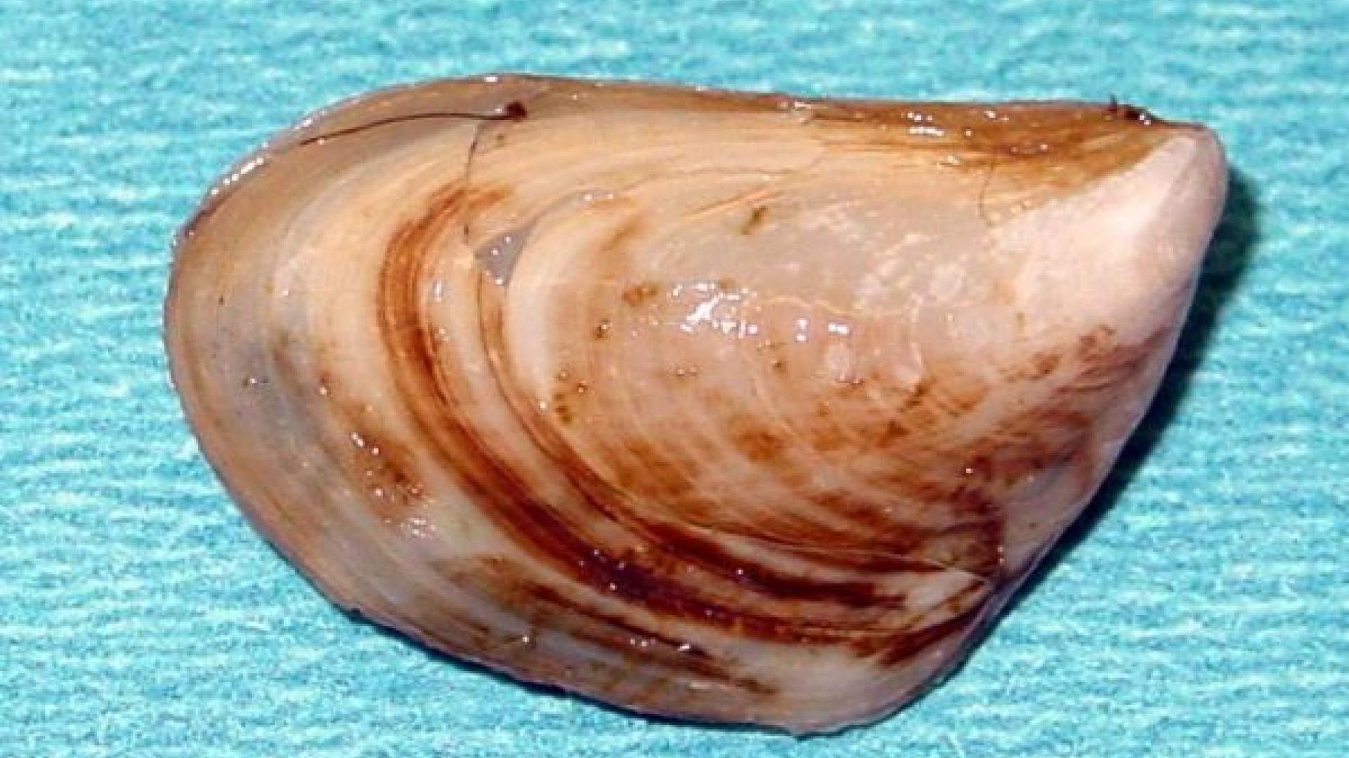 photo of one quagga mussel