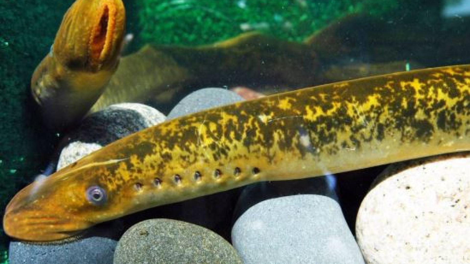 Sea Lamprey The Greatest Invasive, What Are Sea Lampreys Good For