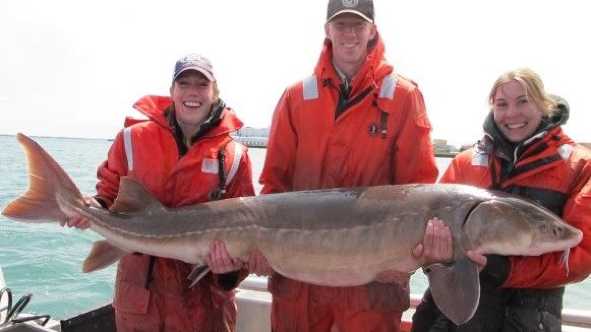 Three people holding huge lake sturgeon