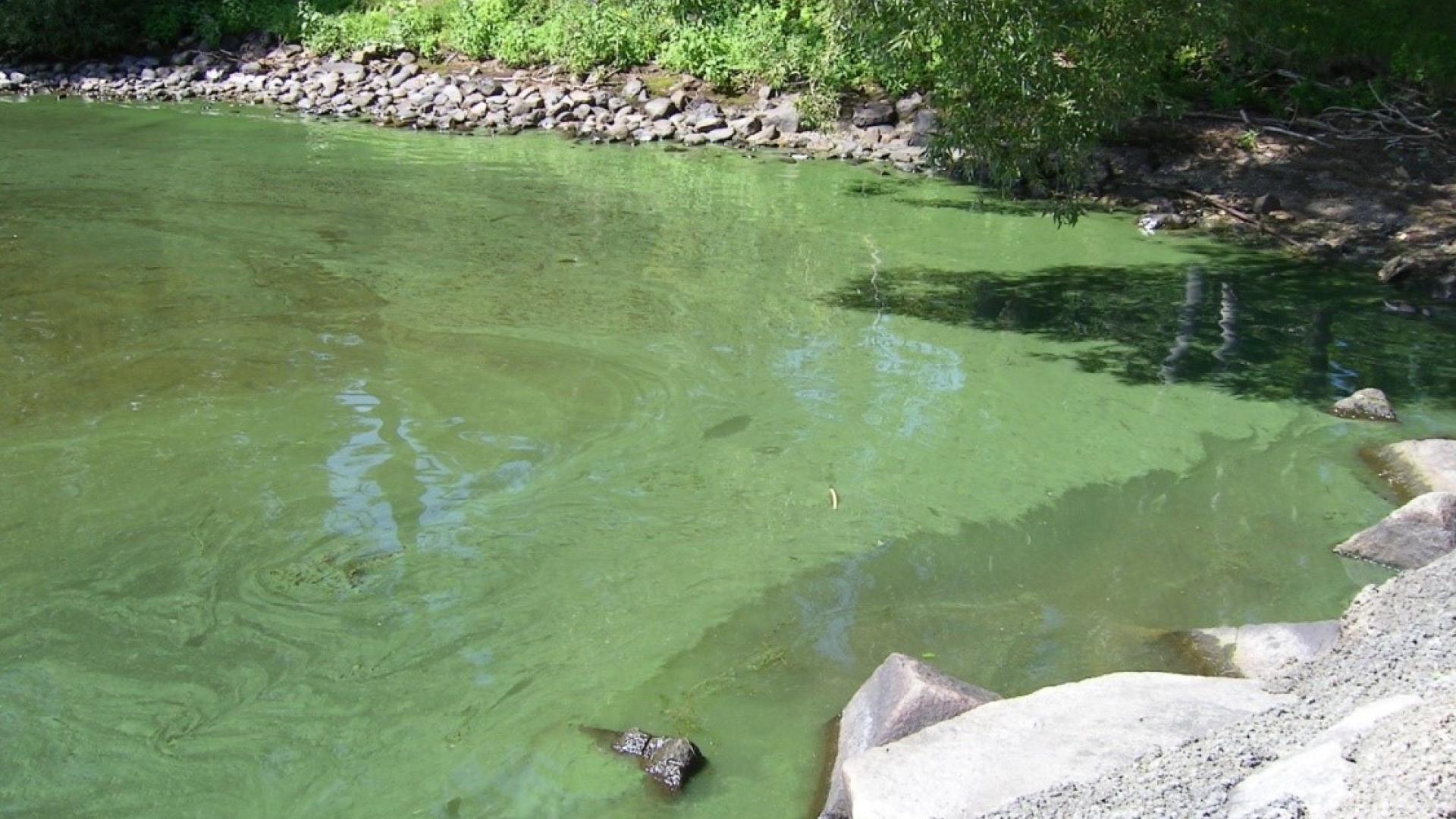 algal bloom in Lake Memphremagog