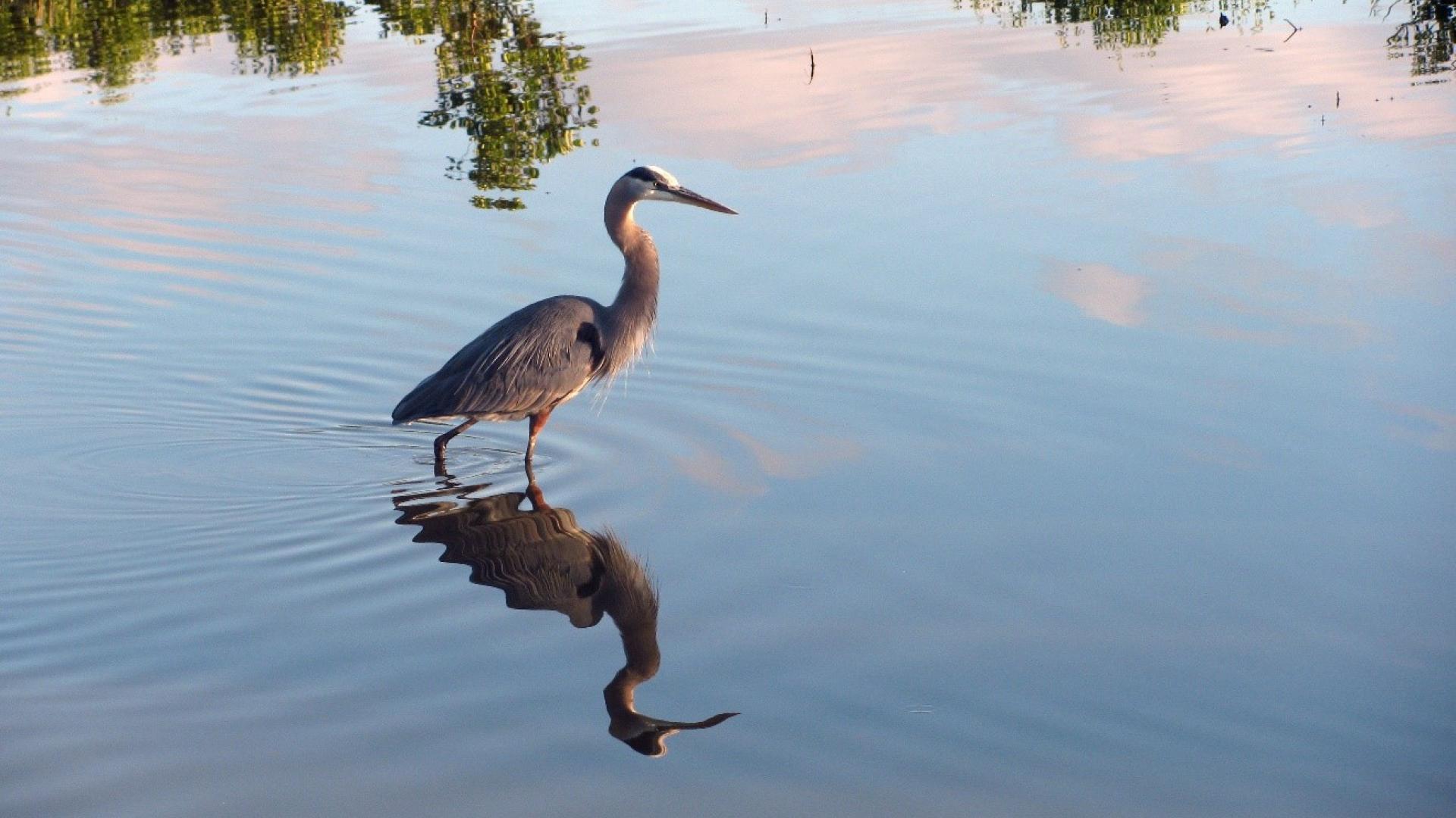 great blue heron fish ecosystem services