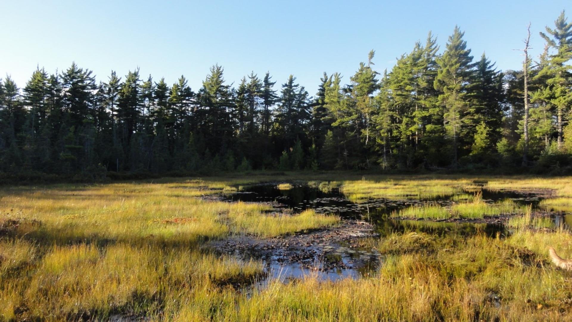 peat based wetland northern great lakes 