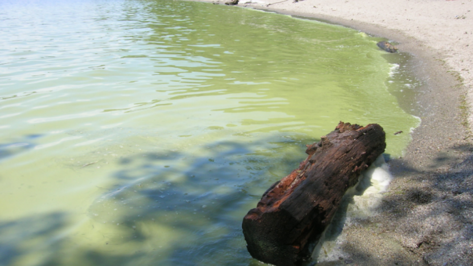 Water Matters - Blue-green algae bloom in part of Lake Champlain 