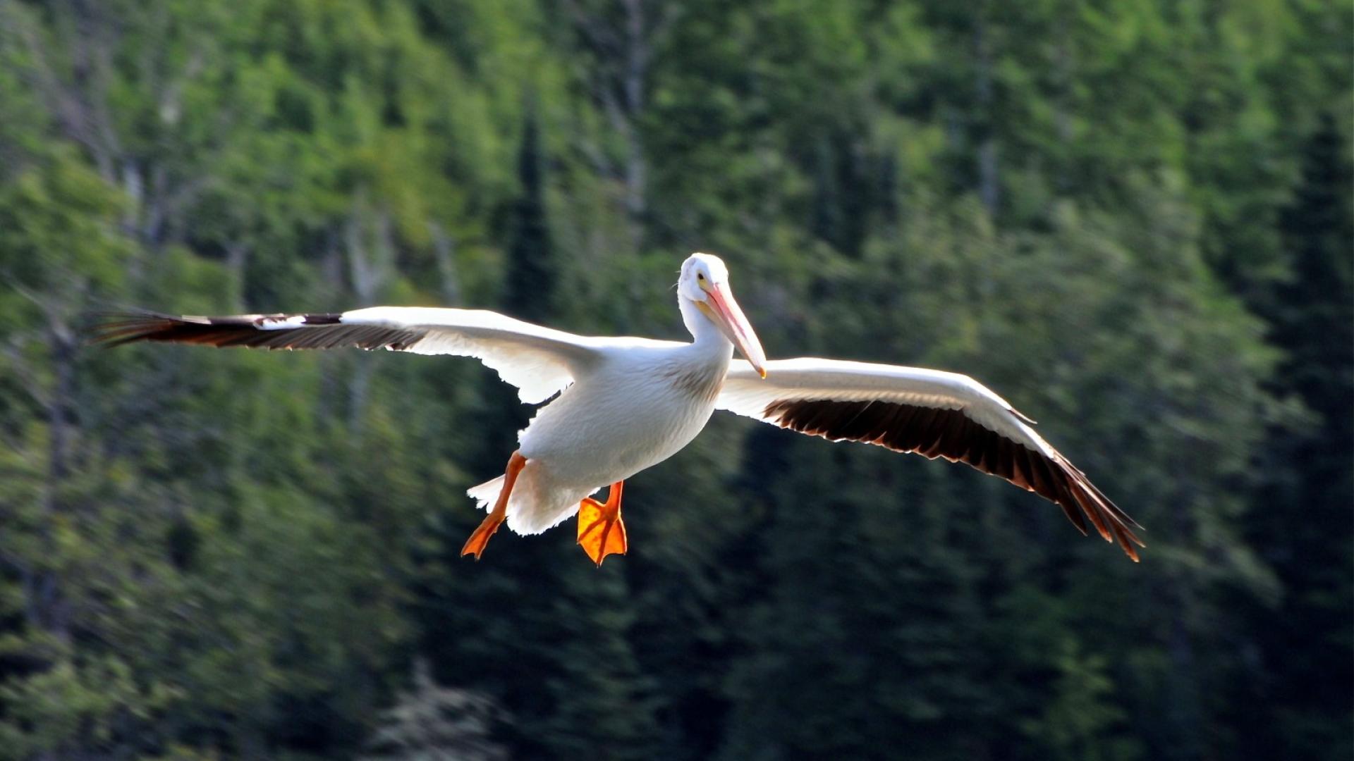 Water Matters - A white pelican in flight