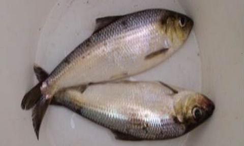 Picture of two alewives in a bucket