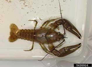 invasive rusty crayfish